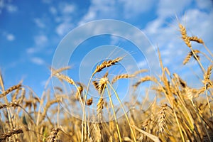 Wheat and sky