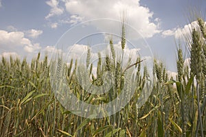 Wheat and sky