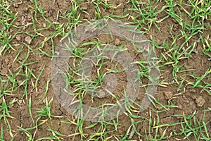 Wheat small plant seedlings view detail image