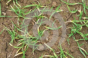 Wheat small plant seedlings view detail image