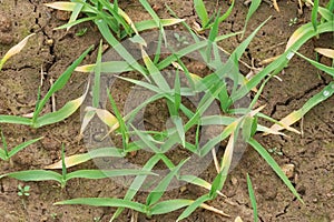 Wheat small plant seedlings view detail image