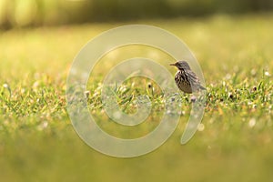 Wheat sparrow perched on the grass