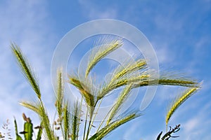 Wheat spica photo