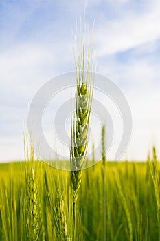 Wheat spica on a background of a green field and a blue sky photo