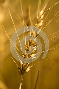 Wheat spica