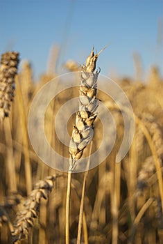 Wheat spike