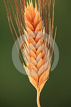 Wheat spike