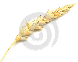 Wheat spike