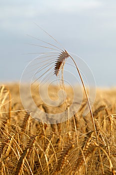 Wheat spike