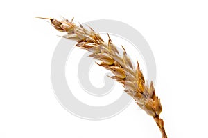 Wheat spike