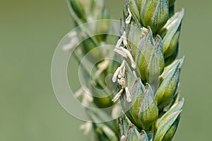 Wheat spike photo