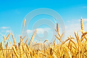 Wheat spike and blue sky close-up. a golden field. beautiful view. symbol of harvest and fertility. Harvesting, bread.