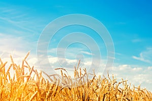 Wheat spike and blue sky close-up. a golden field. beautiful view. symbol of harvest and fertility. Harvesting, bread.