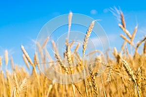 Wheat spike and blue sky close-up. a golden field. beautiful view. symbol of harvest and fertility. Harvesting, bread.