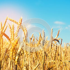 Wheat spike and blue sky close-up. a golden field. beautiful view. symbol of harvest and fertility. Harvesting, bread