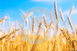 Wheat spike and blue sky close-up. a golden field. beautiful view. symbol of harvest and fertility. Harvesting, bread.