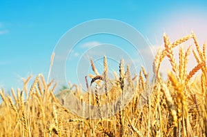 Wheat spike and blue sky close-up. a golden field. beautiful view. symbol of harvest and fertility. Harvesting, bread.