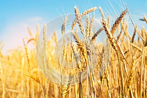 Wheat spike and blue sky close-up. a golden field. beautiful view. symbol of harvest and fertility. Harvesting, bread.