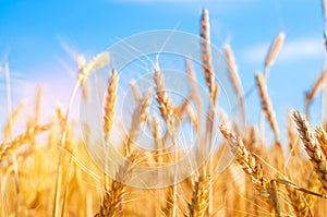 Wheat spike and blue sky close-up. a golden field. beautiful view. symbol of harvest and fertility. Harvesting, bread.