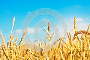 Wheat spike and blue sky close-up. a golden field. beautiful view. symbol of harvest and fertility. Harvesting, bread.