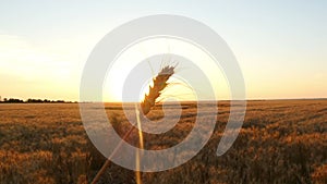 Wheat spike close-up against the background of the field and sunset in slow motion.