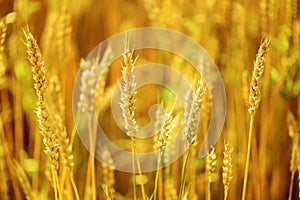 Wheat spike close up on blurred field background