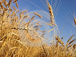 Wheat spike on the field