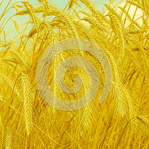 Wheat spike on a gold blurred background, vintage style
