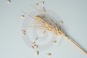 Wheat spike and grains