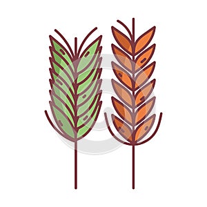 Wheat spike hello autumn design icon