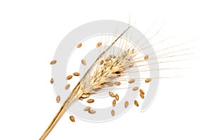 Wheat spike with seeds