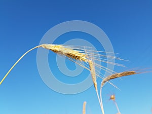 Wheat spike sky in june ripe dry