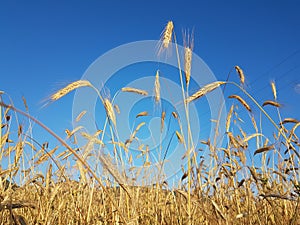 Wheat spike sky in june ripe dry