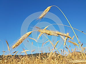 Wheat spike sky in june ripe dry