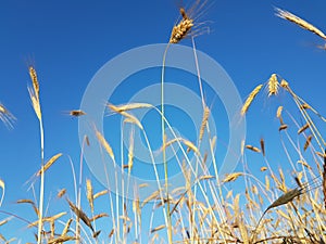 Wheat spike sky in june ripe dry