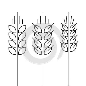 Wheat spike vector icons set isolated outline style spica