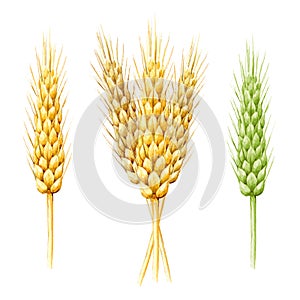 Wheat spike watercolor illustration. Hand drawn rye spikes with grain . Agriculture farm cereal plant element. Wheat