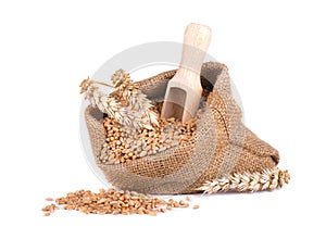 Wheat spike and wheat grain in burlap bag isolated on white background