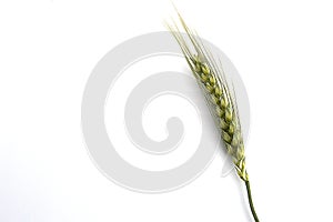 Wheat spike with white background, wheat spike plant, sample wheat spike