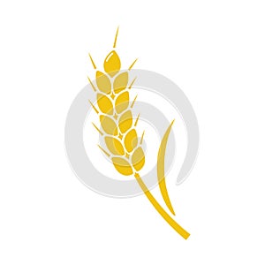 Wheat spike yellow isolated