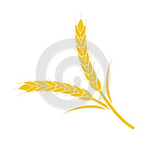 Wheat spike yellow on a white background