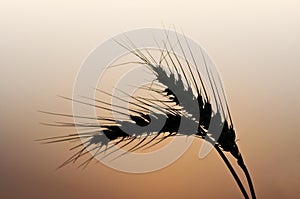 Wheat Spikelet photo