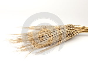 Wheat spikelets