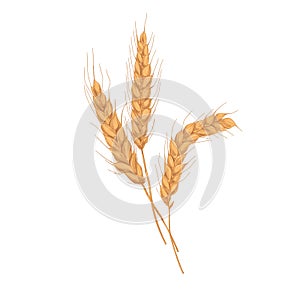 Wheat spikelets with ears, grains, stems and spikes. Realistic drawing of agriculture cereal crop, farm field seed plant