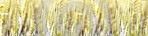 Wheat spikelets in the field. Background of wheat spikelets