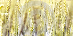 Wheat spikelets in the field. Background of wheat spikelets