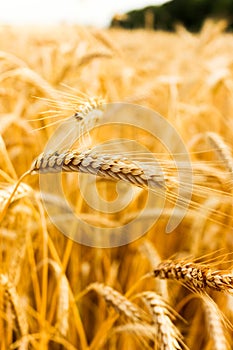 Wheat spikelets in field. Golden wheat field. photo