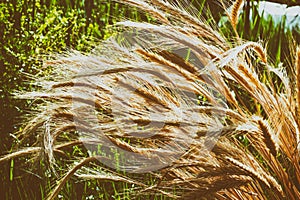 Wheat spikelets. Harvest. Nature, field, agriculture, farm life.