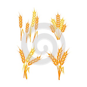 Wheat spikelets illustration.