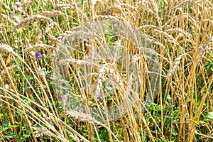 wheat spikelets in overgrown field in summer